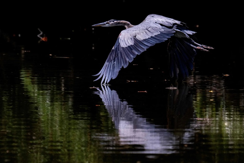 Blue Heron flies over the Corsica River, Centreville, Maryland, USA